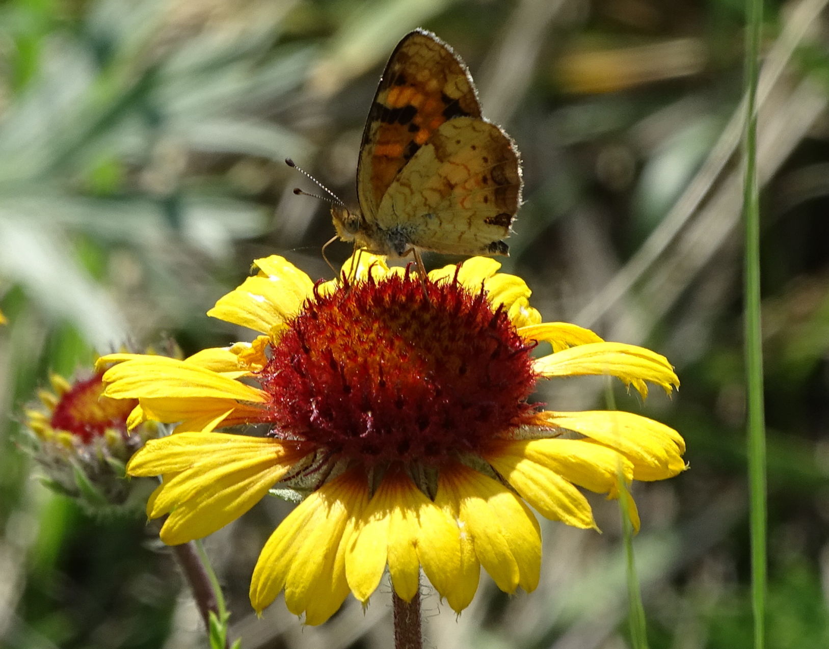 Blanket Flower and butterfly